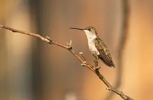 Google Hummingbird Update Google Marketing Management