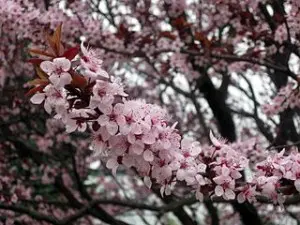 California Springtime