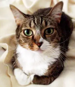 Bella the Model Cat Pets of SLS Consulting
