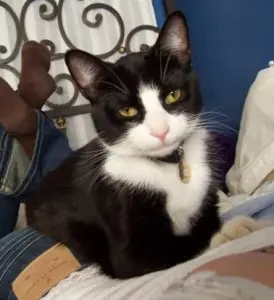 Brixton the Tuxedo Kitty SLS Consulting Pets