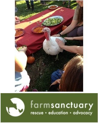 People feeding veggies to a turkey