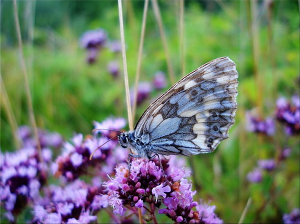 purple butterfly on flowers